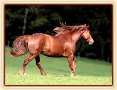 Pauza na pastvině, květen 2013. Foto Zdeňka Šimková