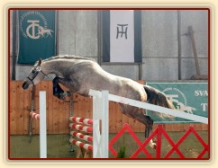 29.3.2014 - Klisna Vesna, která je u nás ve výcviku, se umístila na 4. místě ve finále skoku ve volnosti čtyřletých klisen v Tlumačově:-) 