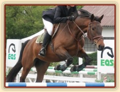 Ascara na závodech v Plzni, květen 2014, parkury ZM a Z