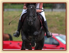 Parkury Klatovy, Arwen a Radka Císařová, soutěž L