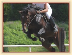 Parkury Klatovy, Fivitas Dei a Adéla Císařová, první parkur kobylky, která je u nás ve sportovním výcviku. Foto Jitka Kreidlová