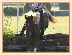 Všestrannost Kolesa, Vikina a Adéla Císařová, soutěž L