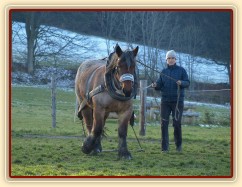 Naše Ardénská kobyla Fiona se učí tahat