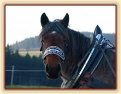 Naše Ardénská kobyla Fiona se učí tahat