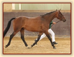 Tříletá klisna Ascara na výstavě