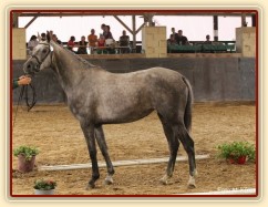 Tříletá klisna Vesna na výstavě (kobylka u nás byla na obsednutí a ZZV klisen)