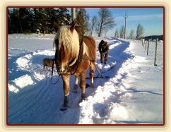 Údržba příjezdové cesty v zimě, hřebec Cherokee, který se u nás učil tahat