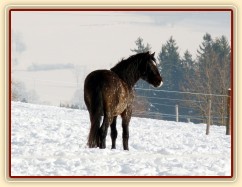 Pěkná zima, hřebec Gimli