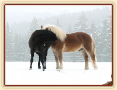 Pěkná zima, hřebci Carthago a Cherokee