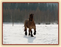 Pěkná zima, ardenka Fiona