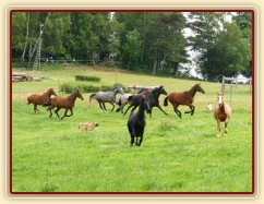 Stádo klisen při přehánění na novou pastvu