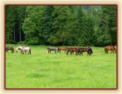 Stádo klisen na pastvě