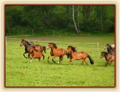 Hřebci na pastvinách