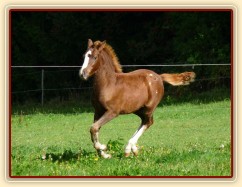 Klisnička WPBr Goldie