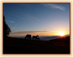 Podzimní východ slunce a stádo hřebců