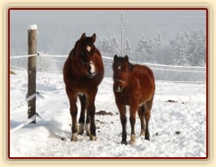 Naše loňská hříbata Griffin a Baloo, stáří 9 měsíců