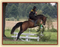 Ascara, KMK čtyřletých koní ve všestrannosti (ZK), Humpolec 18.7.2014