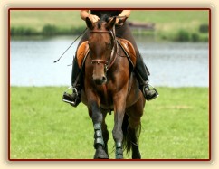 Ascara, KMK čtyřletých koní ve všestrannosti (ZK), Humpolec 18.7.2014