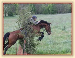 Bára, všestrannost stupně ZL, Borová 18.5.2014