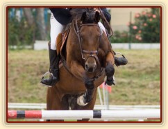 Bára, parkur stupně ZL, Klatovy 20.9.2014. Foto Michaela Holubová