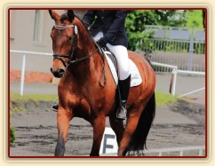 Bára, drezura Z1, Plzeň 14.6.2014