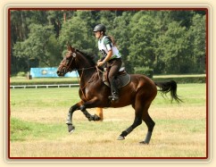 Chesterton, všestrannost stupně ZL, Pardubice 10.8.2014