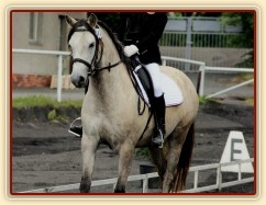 Alpinhorse Midnight Princess a Míša Haderková, drezura Z1 Plzeň 14.6.2014