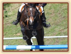 Fivitas Dei, parkur ZM - 4. místo, Plzeň 31.5.2014. Foto Jitka Kreidlová