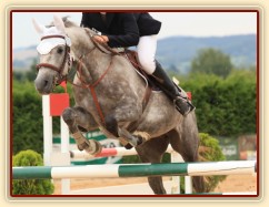 Vesna, KMK čtyřletých koní ve skocích (ZL) - 4. místo, Tachov 13.8.2014