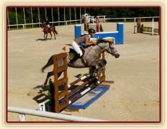 Vesna, KMK čtyřletých koní ve skocích (Z), Mariánské Lázně 18.6.2014