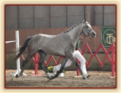 Vesna na finále skoku ve volnosti 4letých klisen v Tlumačově, kde získala 4. místo