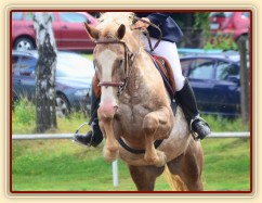 Terry a jeho první parkur, 80cm Klatovy 17.8.2014