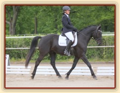 Carthago, drezura stupně L (DJ), Vondrov 11.5.2014