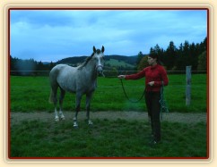 Lanna, dvouletá klisna ČT