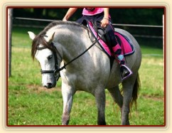 Pětiletá WPBr Alpinhorse Midnight Princess se svou jezdkyní Michaelou Haderkovou