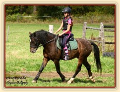 Čtyřletý WPBr Gimli při práci na jízdárně