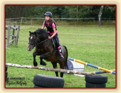 Čtyřletý WPBr Gimli při práci na jízdárně