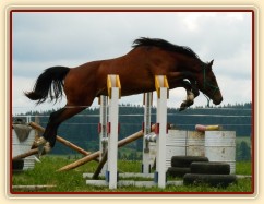 Dvouletý Baloo (z naší Báry po Cascavello))