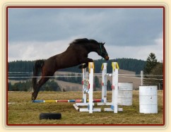 šestiletá Fivitas Dei a skok 135cm