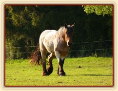 Tříletá Fiona, Ardenský kůň