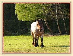 Tříletá Fiona, Ardenský kůň