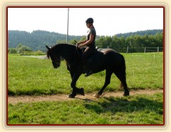Čtyřletá fríská klisna Gvennie Goodhapes