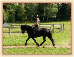Čtyřletá fríská klisna Gvennie Goodhapes