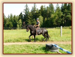 Čtyřletá fríská klisna Gvennie Goodhapes