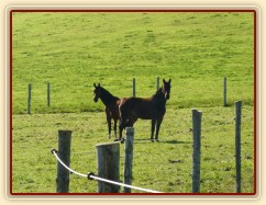 Valaši na podzimní pastvině