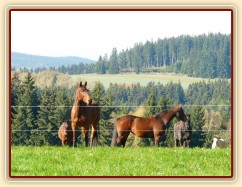 Klisny na pozdimní pastvině