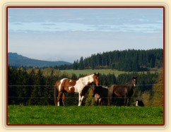 Klisny na pozdimní pastvině