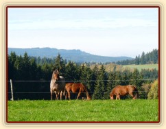 Klisny na pozdimní pastvině