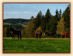 Klisny na pozdimní pastvině