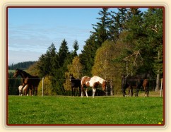 Klisny na pozdimní pastvině